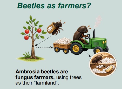 Ambrosia beetles as farmers .jpg